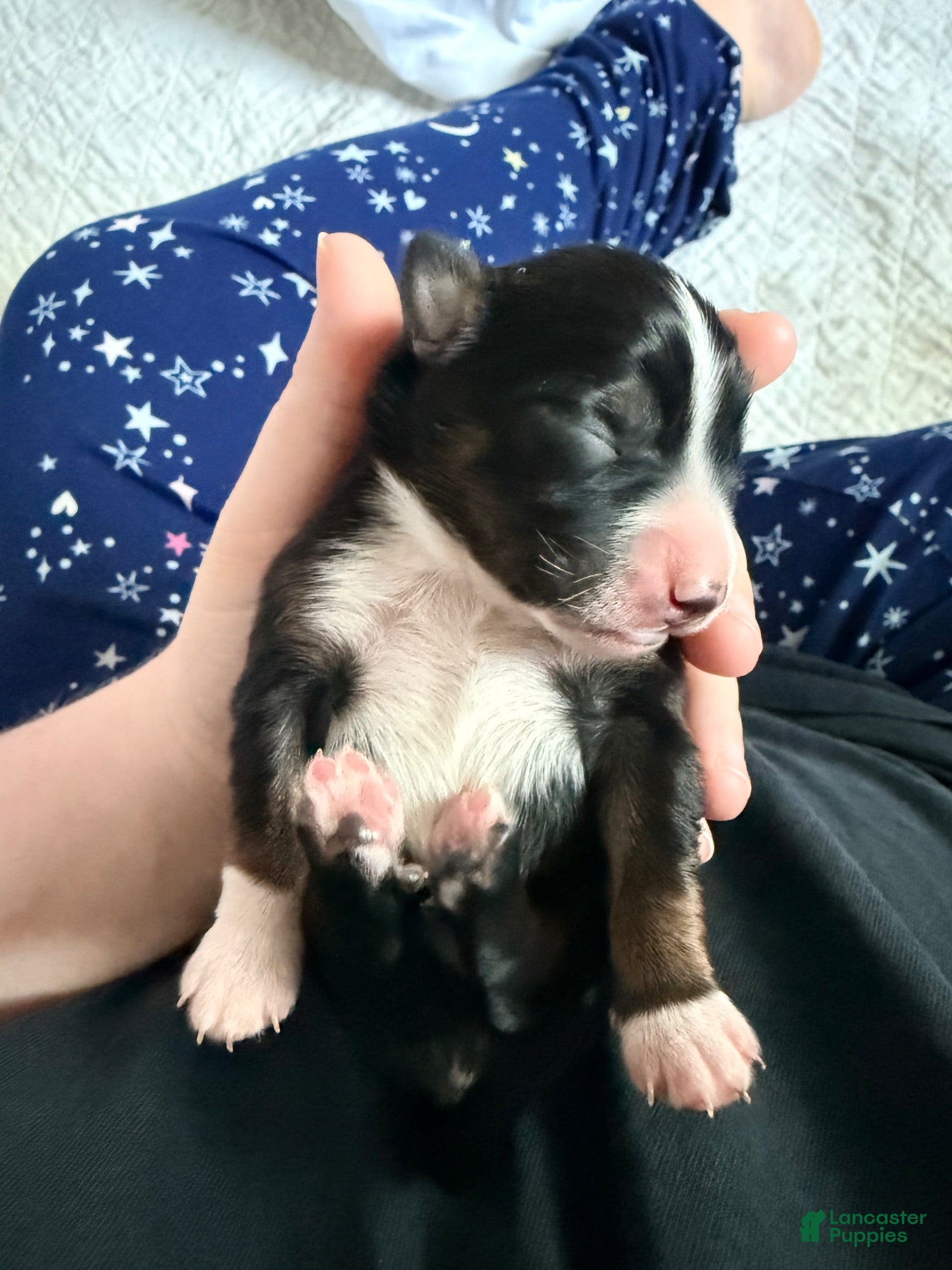 Miniature Australian Shepherd dogs Male #1 - Rhysand - Ad 12