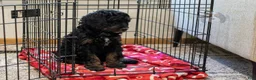 Bernedoodle dogs for sale: Denali - Ready Now! - Ad 6
