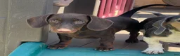Dachshund dogs for sale: Mocha - Ad 2