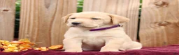 Labrador Retriever dogs for sale: Ribbons  - Ad 3
