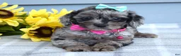 Cockapoo dogs for sale: Olivia - Ad 9