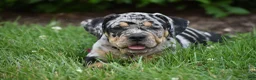 Beabull dogs for sale: Dixie - Ad 6