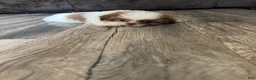 Shih Tzu dogs for sale: Shih Tzu 1 - Ad 2