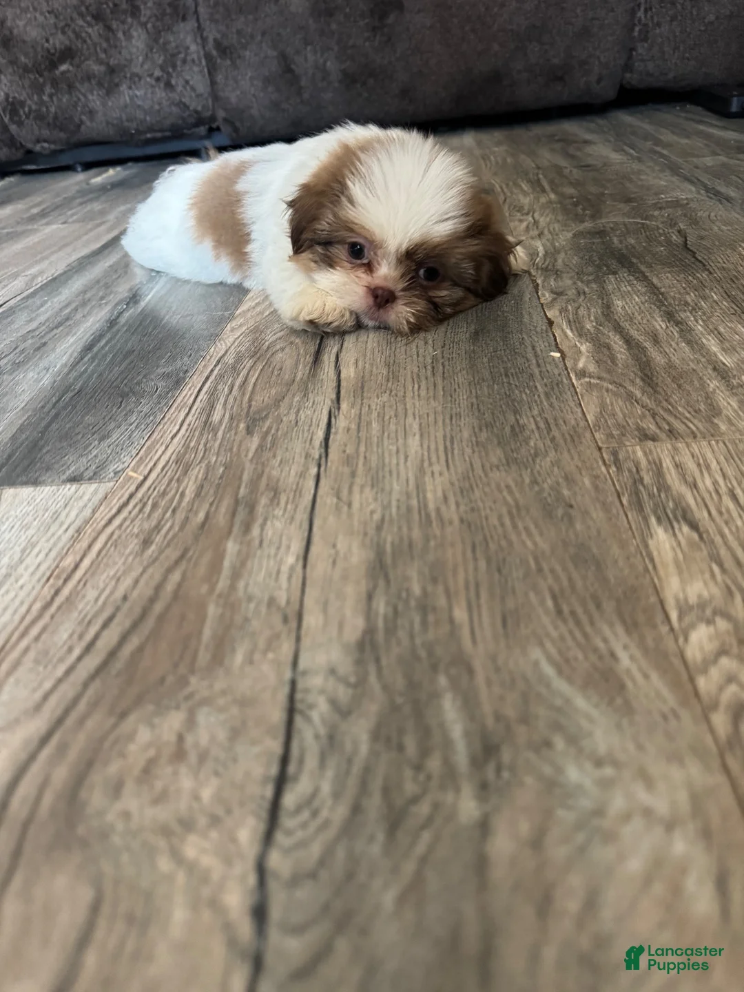 Shih Tzu dogs for sale: Shih Tzu 1 - Ad 2