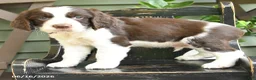 English Springer Spaniel dogs for sale: Jackson - Ad 3