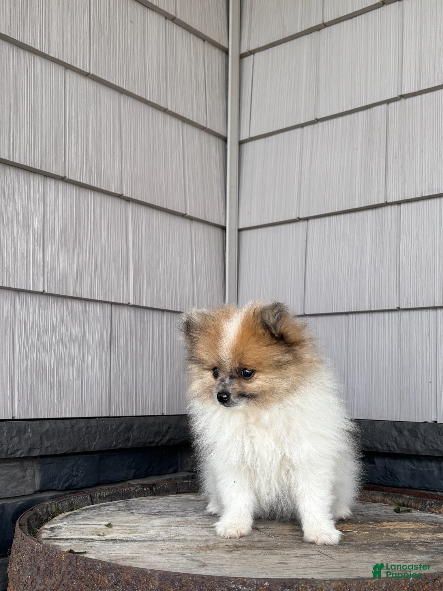Pomeranian dogs Wally - Ad 2