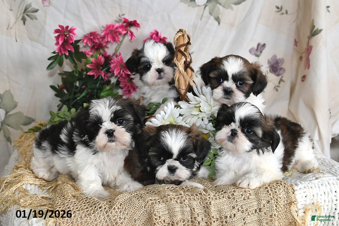 Shih Tzu dogs for sale: Ashley - Ad 3