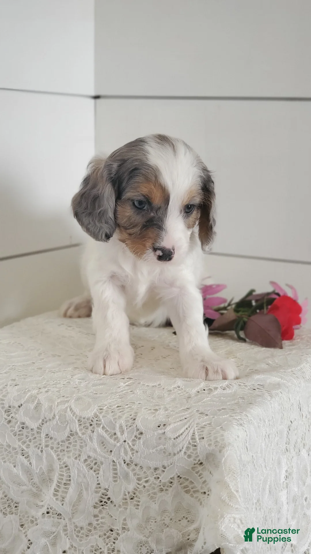 Cavapoo dogs for sale: Razzle  - Ad 2