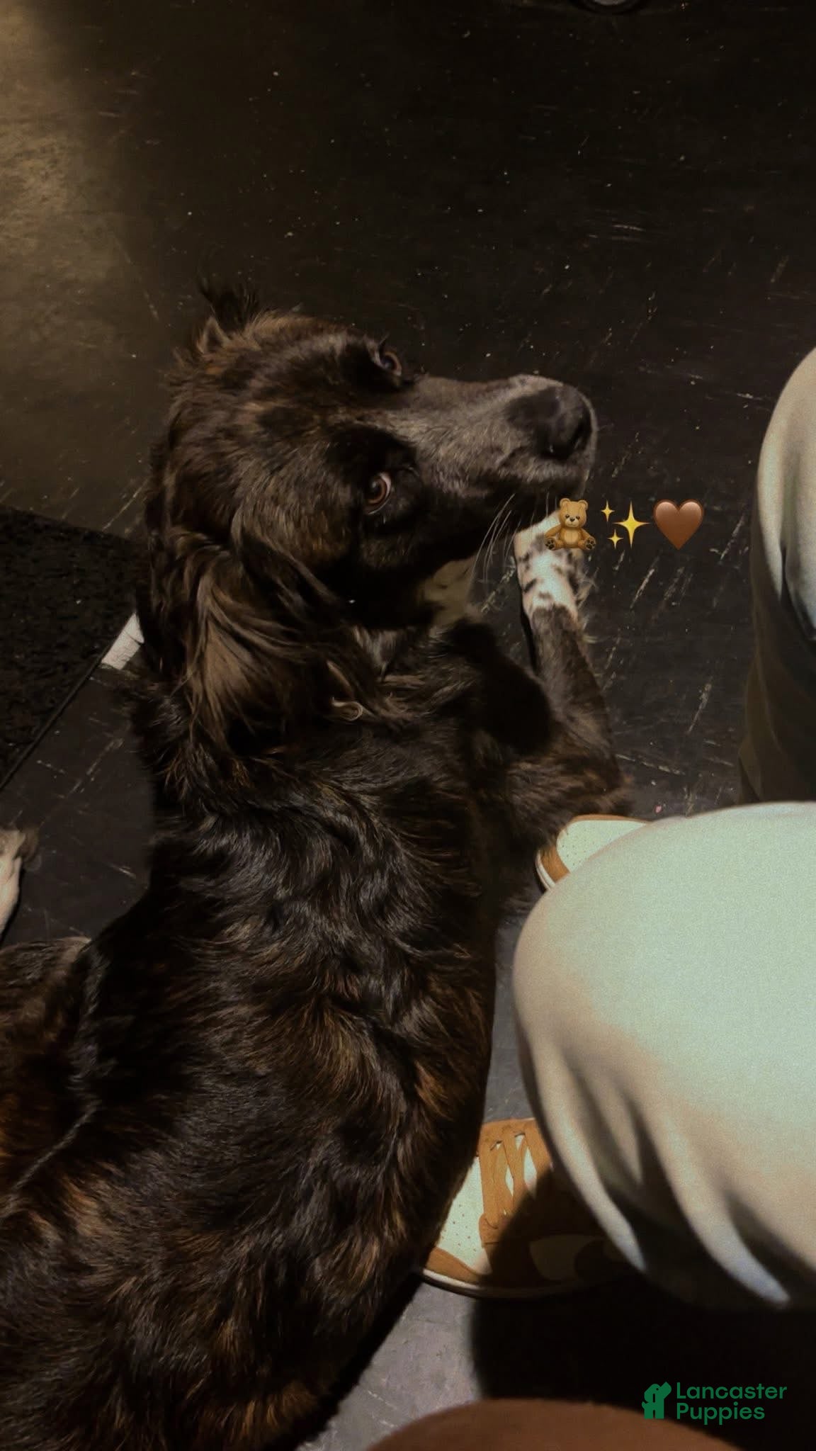 Mixed Breed dogs Mixed Breed 1 - Ad 17