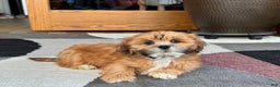 Lhasa Apso dogs for sale: Lacy - Ad 4