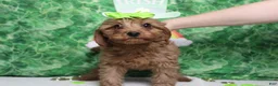 Cavapoo dogs for sale: Cherry - Ad 1