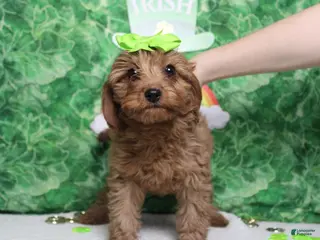 Cavapoo dogs Cherry - Ad 3