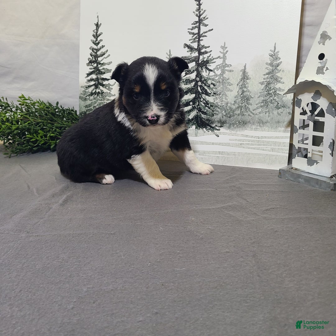 Miniature Australian Shepherd dogs for sale: Annie - Ad 2