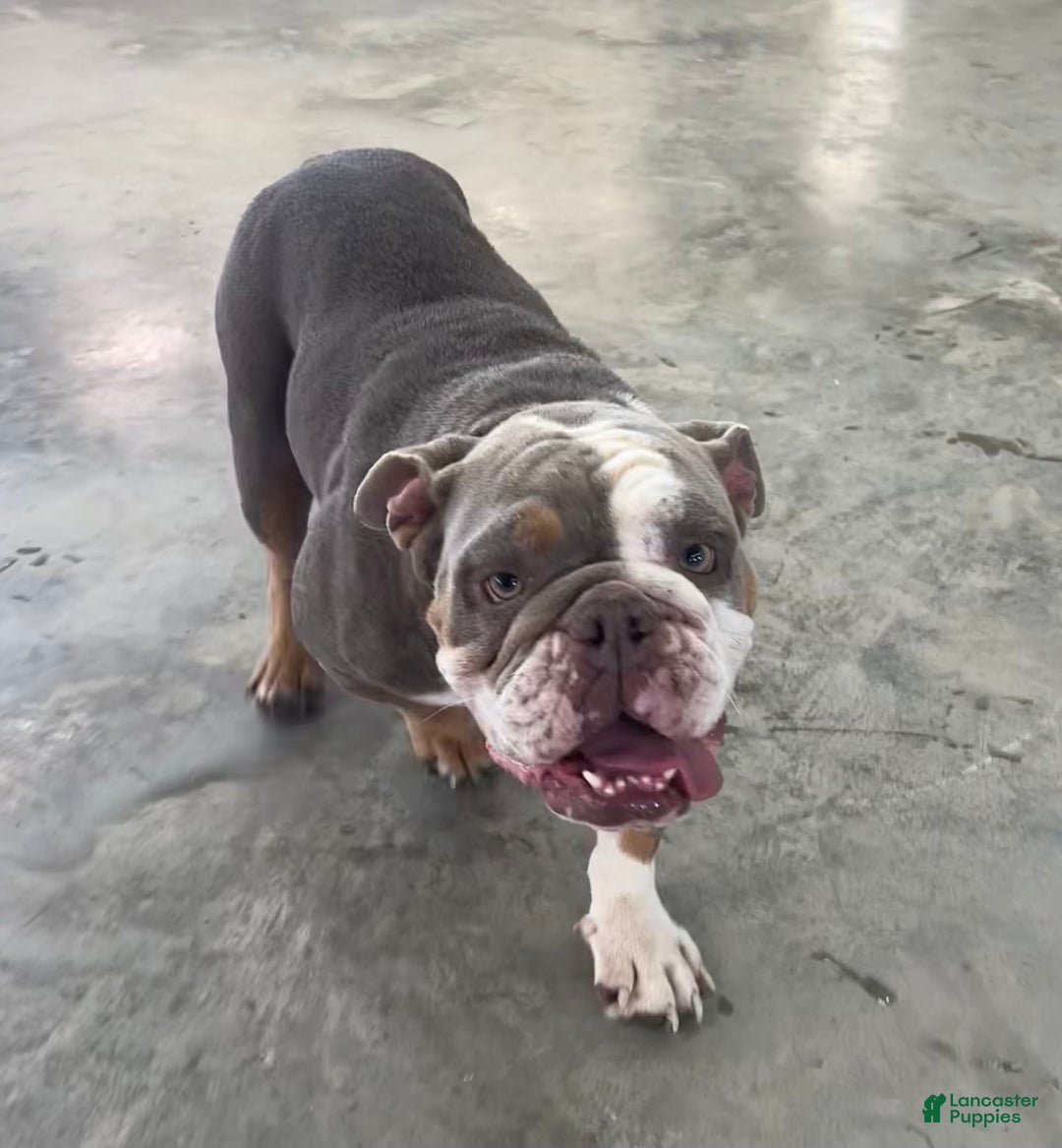 English Bulldog dogs for sale: Gemma - Ad 7