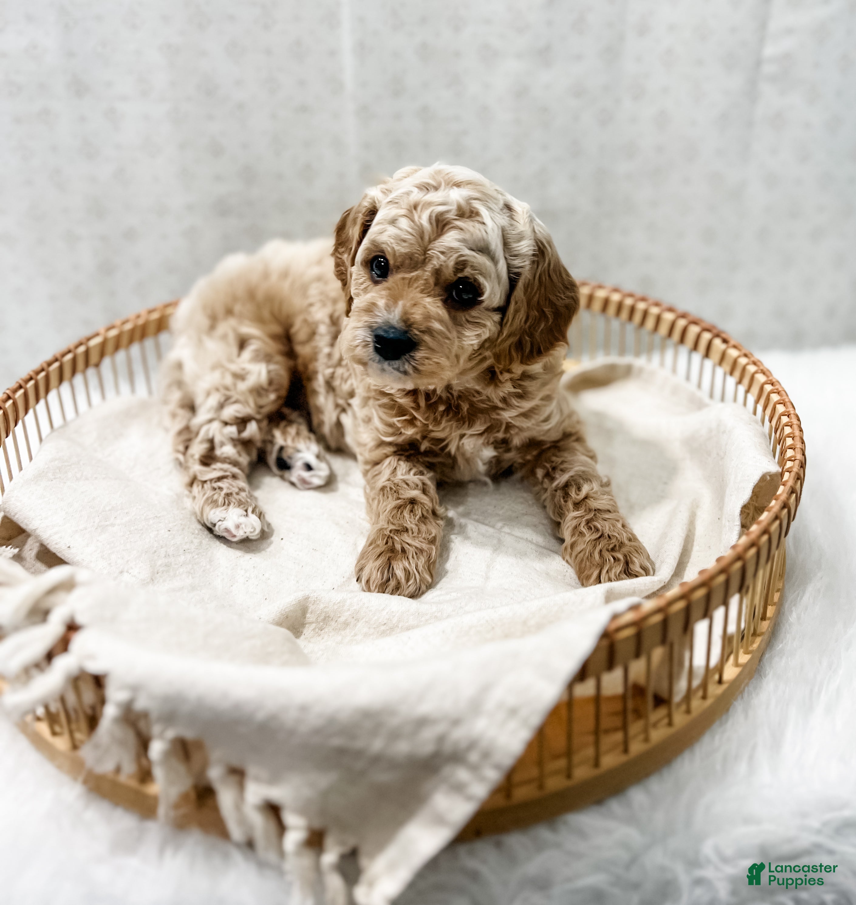 Cavapoo dogs for sale: Remi - Ad 4