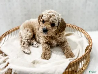 Cavapoo dogs for sale: Remi - Ad 4