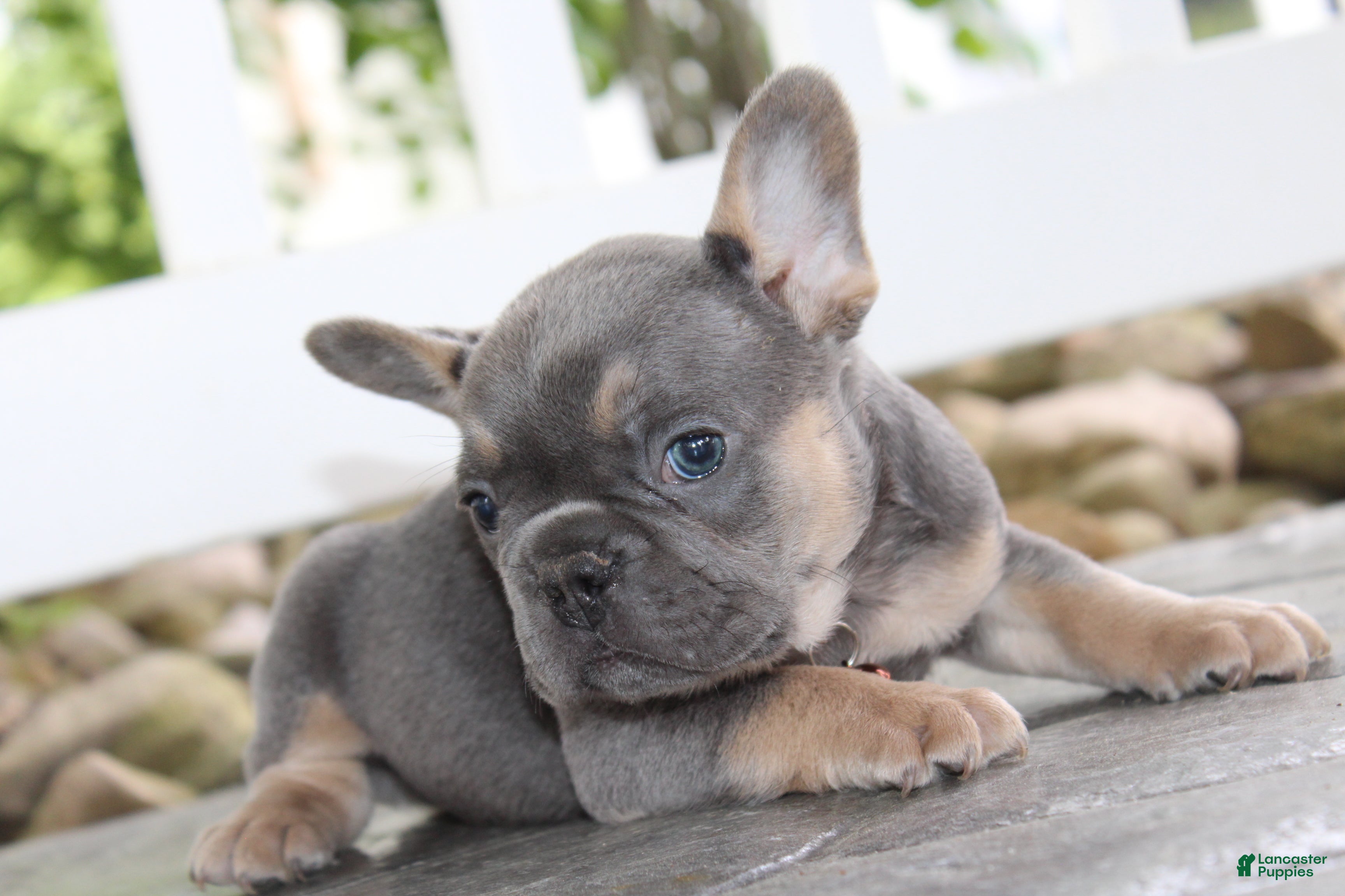 French Bulldog dogs for sale: AKC Jack - Ad 11