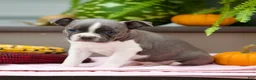 Boston Terrier dogs for sale: Riana - Ad 3