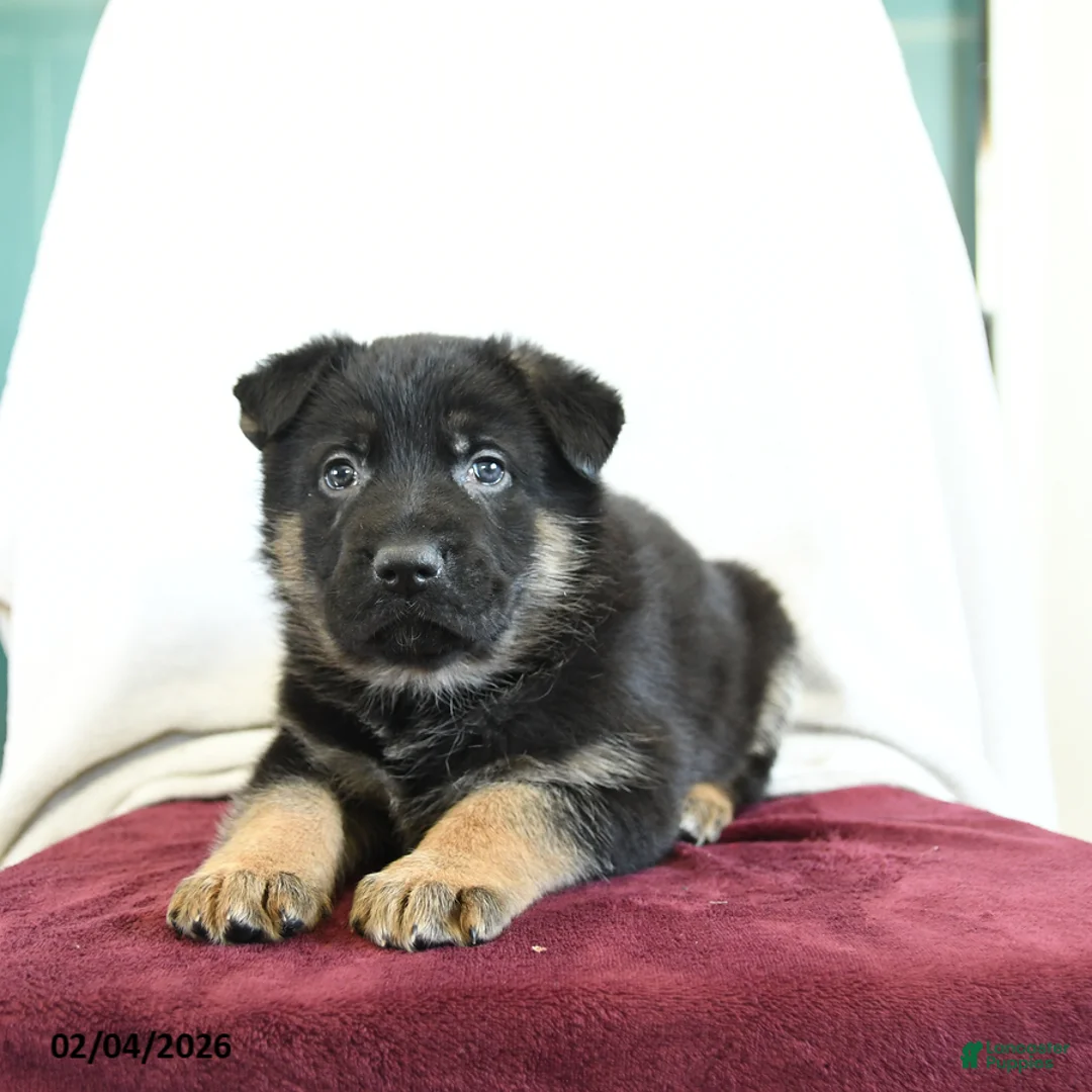 German Shepherd dogs for sale: Arty - Ad 2