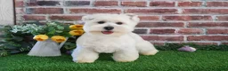 West Highland Terrier dogs for sale: Wren - Ad 6