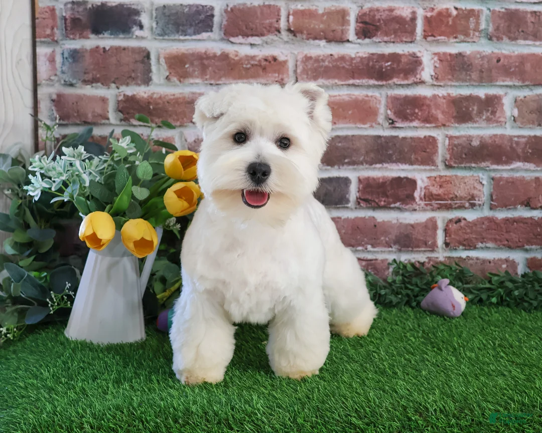 West Highland Terrier dogs for sale: Wren - Ad 6