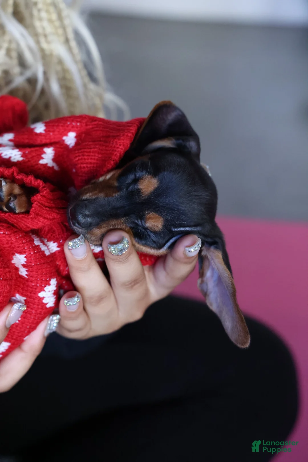 Miniature Dachshund dogs for sale: Miniature Dachshund Puppy 3 - Ad 4