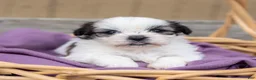Teddy Bear dogs for sale: Lilac - Ad 2