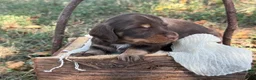 Miniature Dachshund dogs for sale: Chocolate Girl - Ad 8