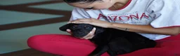 Rottweiler dogs for sale: Amiri - Ad 9