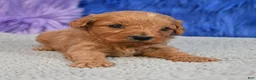 Cavapoo dogs for sale: Cavapoo 6 - Ad 6