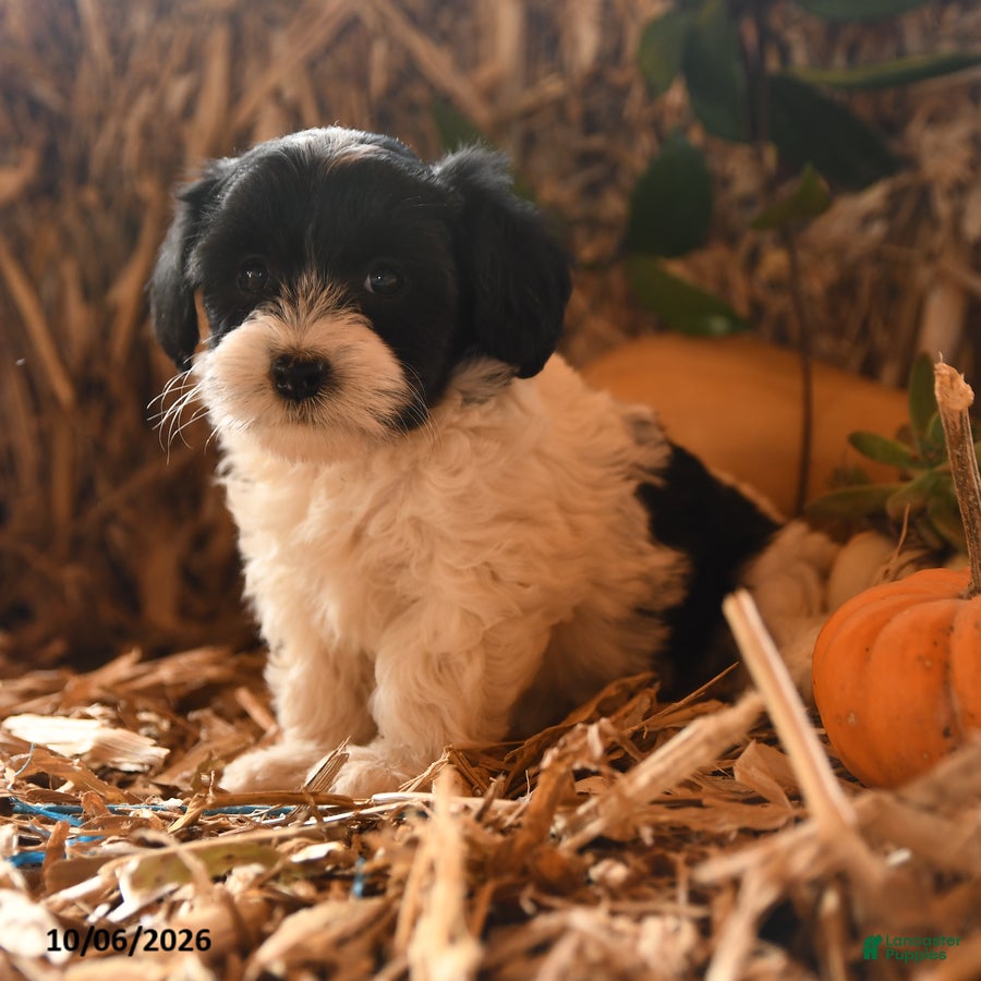 Havapoo dogs for sale: Bunny - Ad 1
