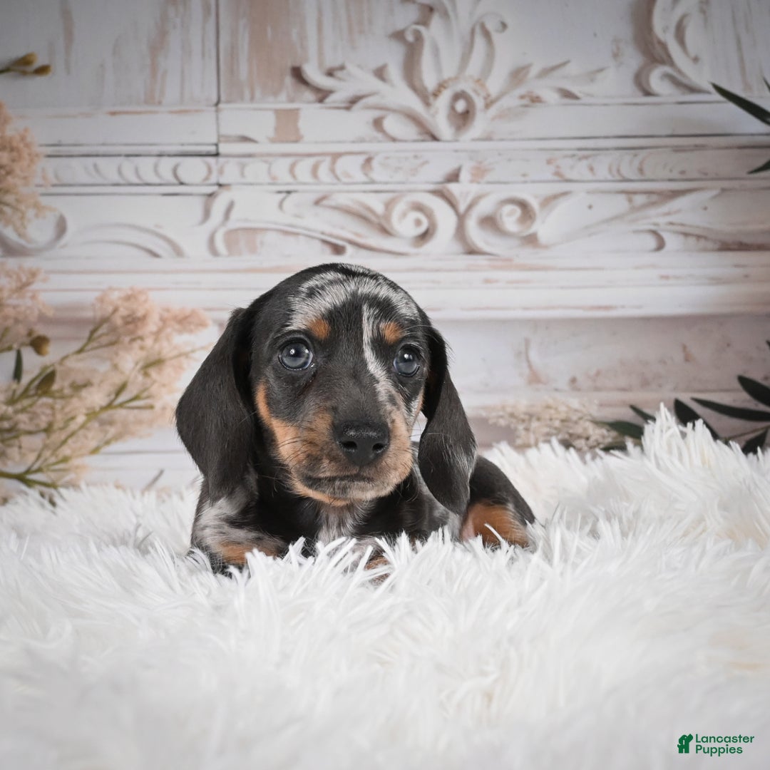 Miniature Dachshund dogs for sale: Phoenix-AKC - Ad 9