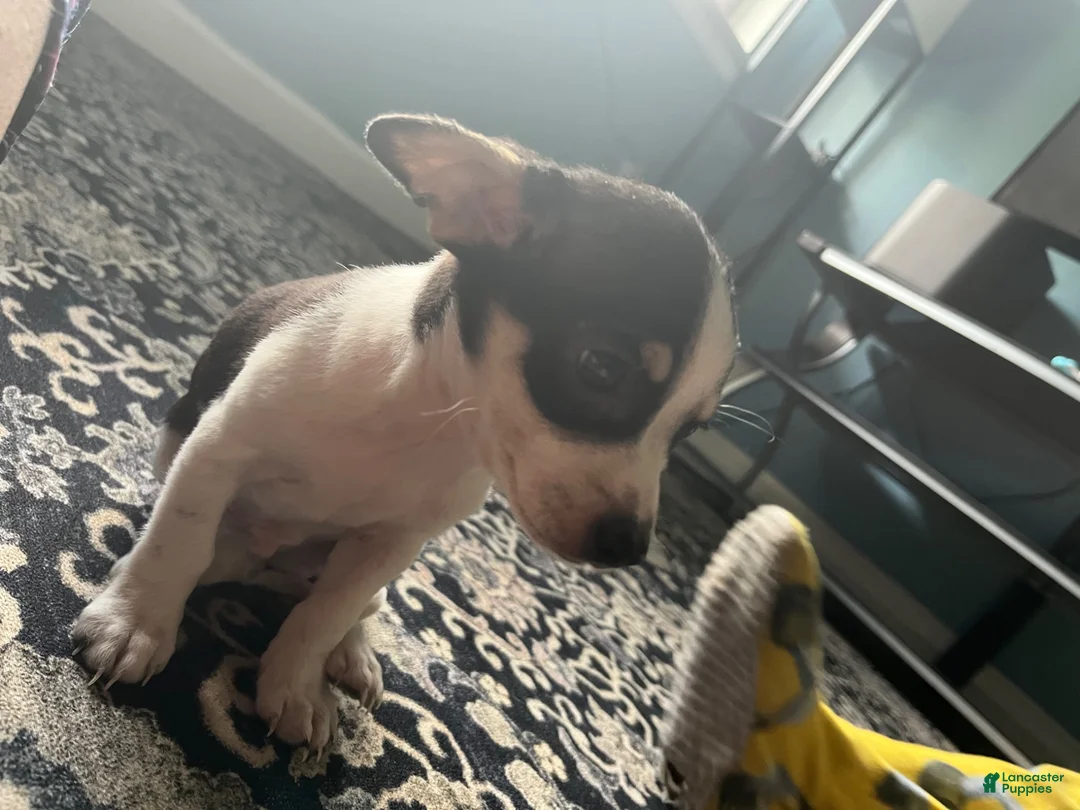 Chihuahua dogs for sale: Chihuahua 1 - Ad 4
