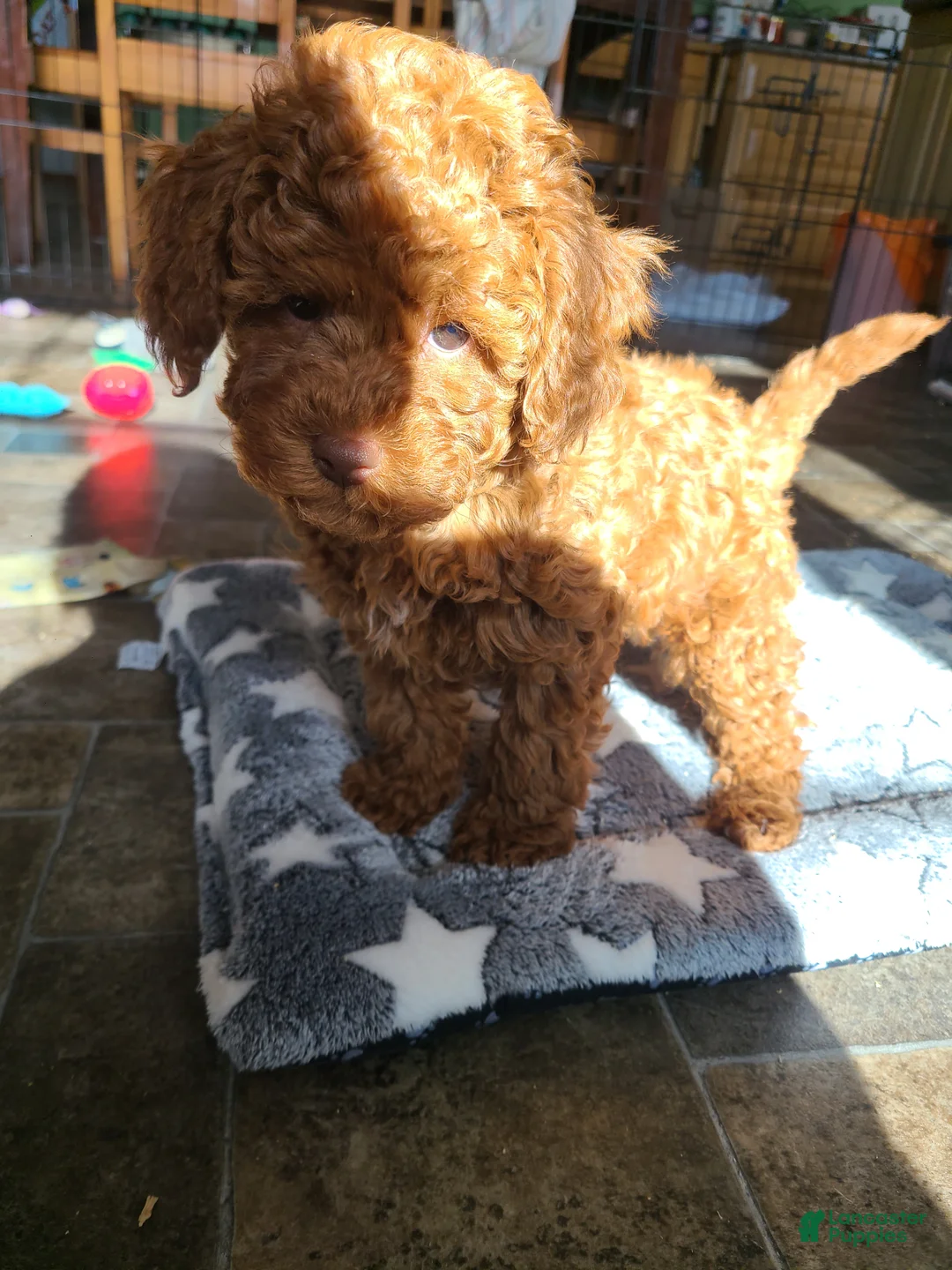 Miniature Poodle dogs for sale: Miniature Poodle Puppy 1 - Ad 2
