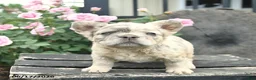 French Bulldog dogs for sale: Sunny  - Ad 1