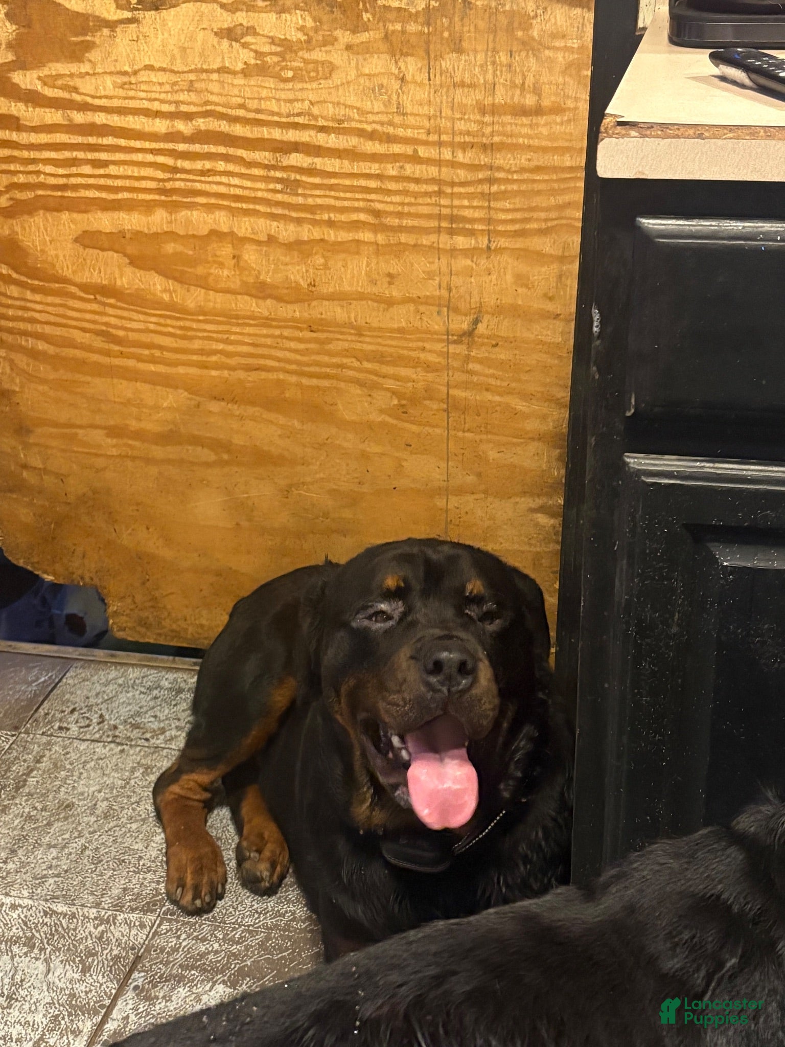 Rottweiler dogs Rottweiler 1 - Ad 31
