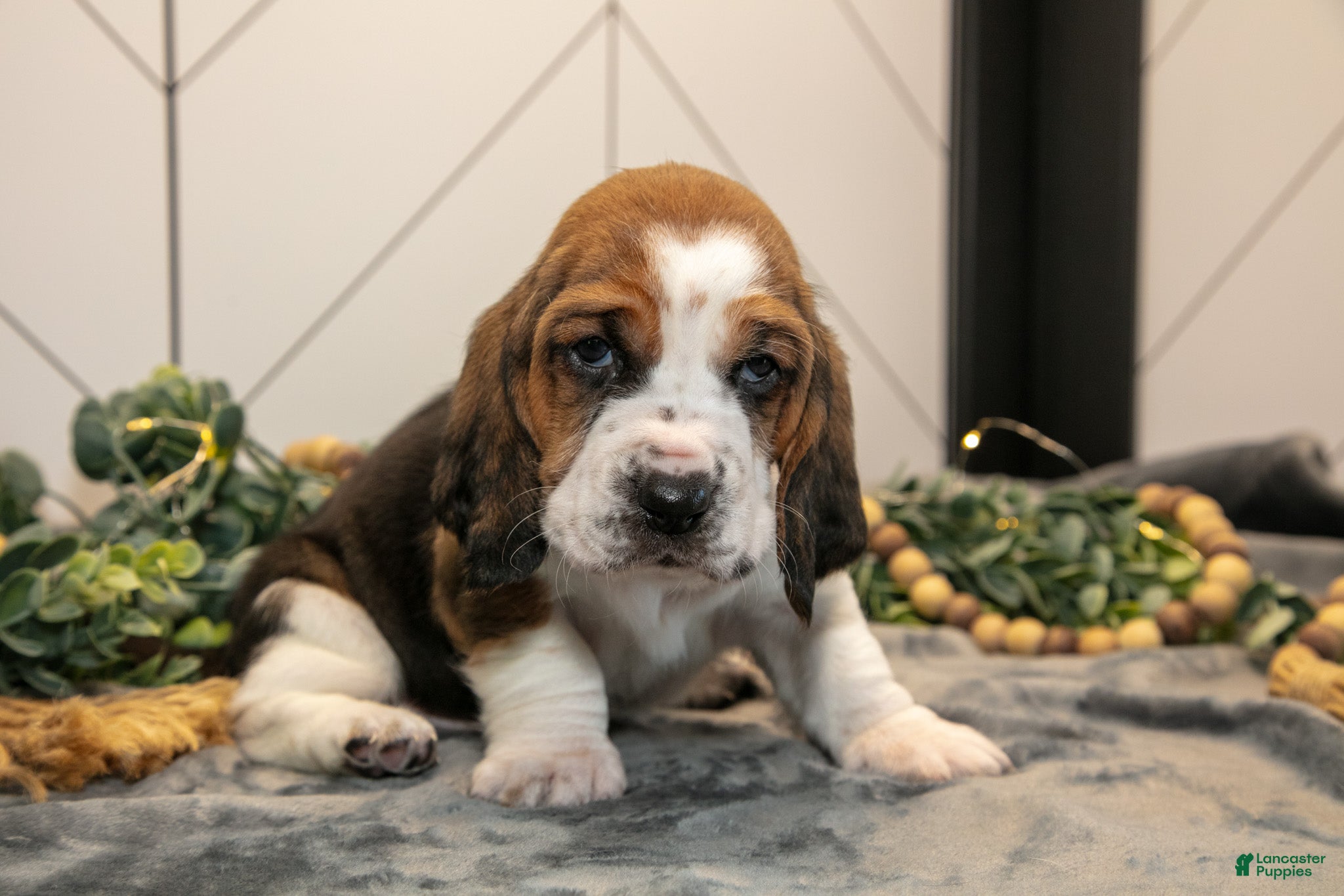 Basset Hound dogs Gunner - Ad 2