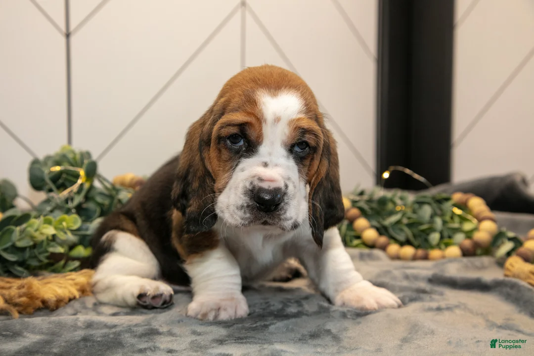 Basset Hound dogs for sale: Gunner - Ad 2