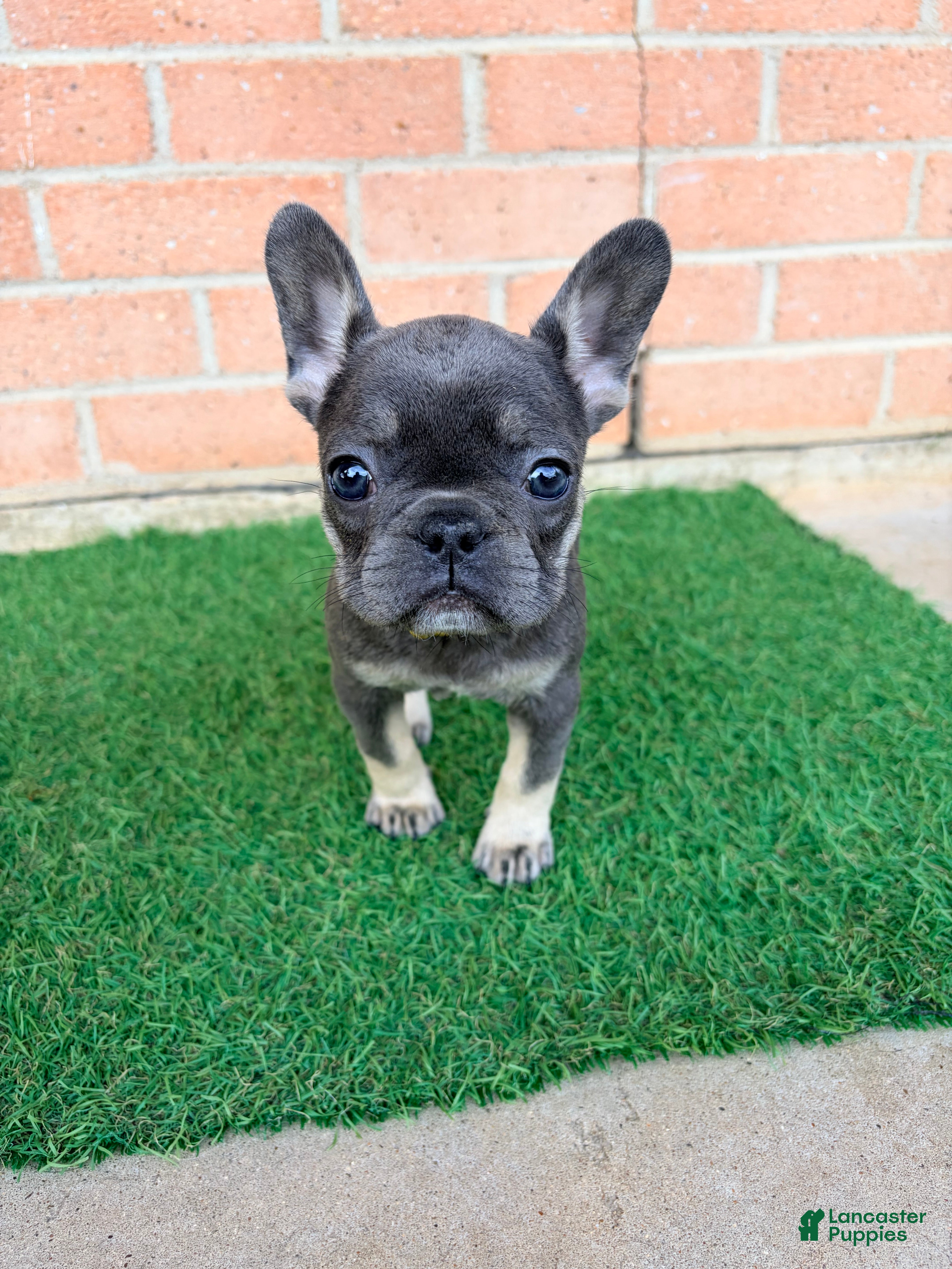 French Bulldog dogs EVE - Ad 21