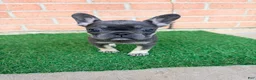 French Bulldog dogs for sale: EVE - Ad 1