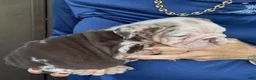 English Bulldog dogs for sale: English Bulldog 2 - Ad 3