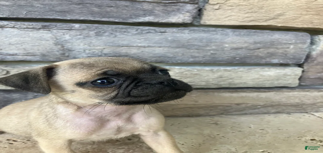 Gallery Image {{count}}