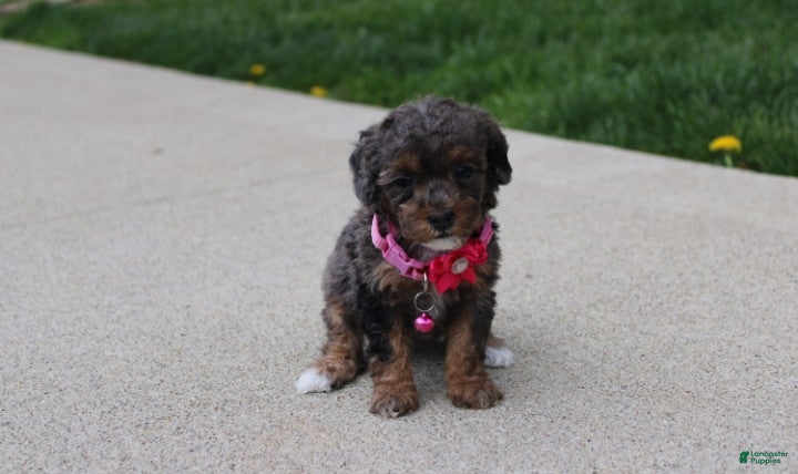 Miniature Poodle dogs Aurora  - Ad 2
