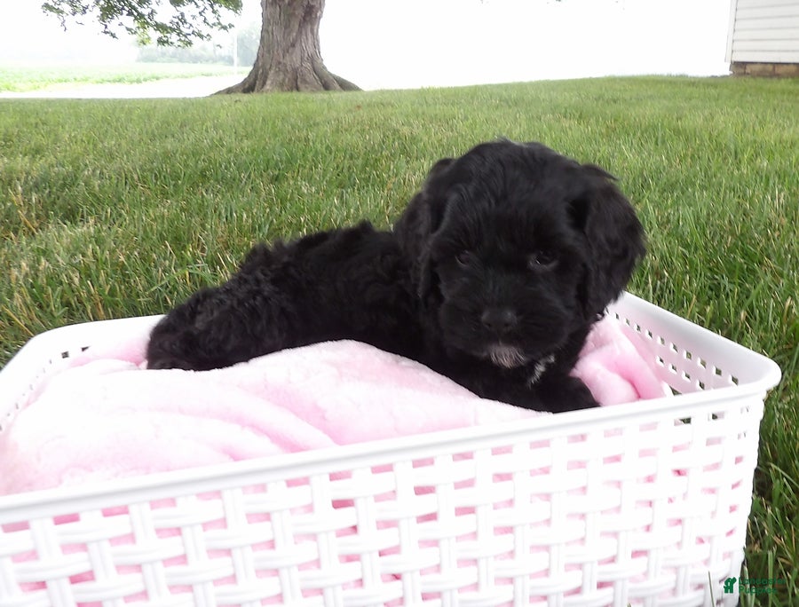 Cockapoo dogs Ravyn - Ad 1