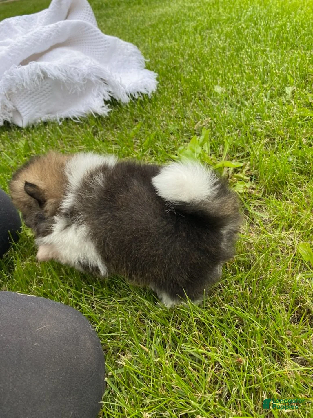 Pomeranian dogs for sale: Milo - Ad 2
