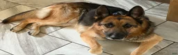 German Shepherd dogs for stud: Creed - Ad 2
