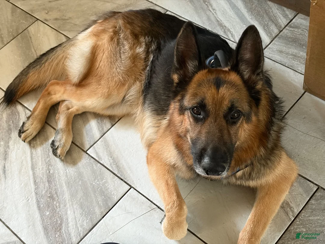 German Shepherd dogs for stud: Creed - Ad 2