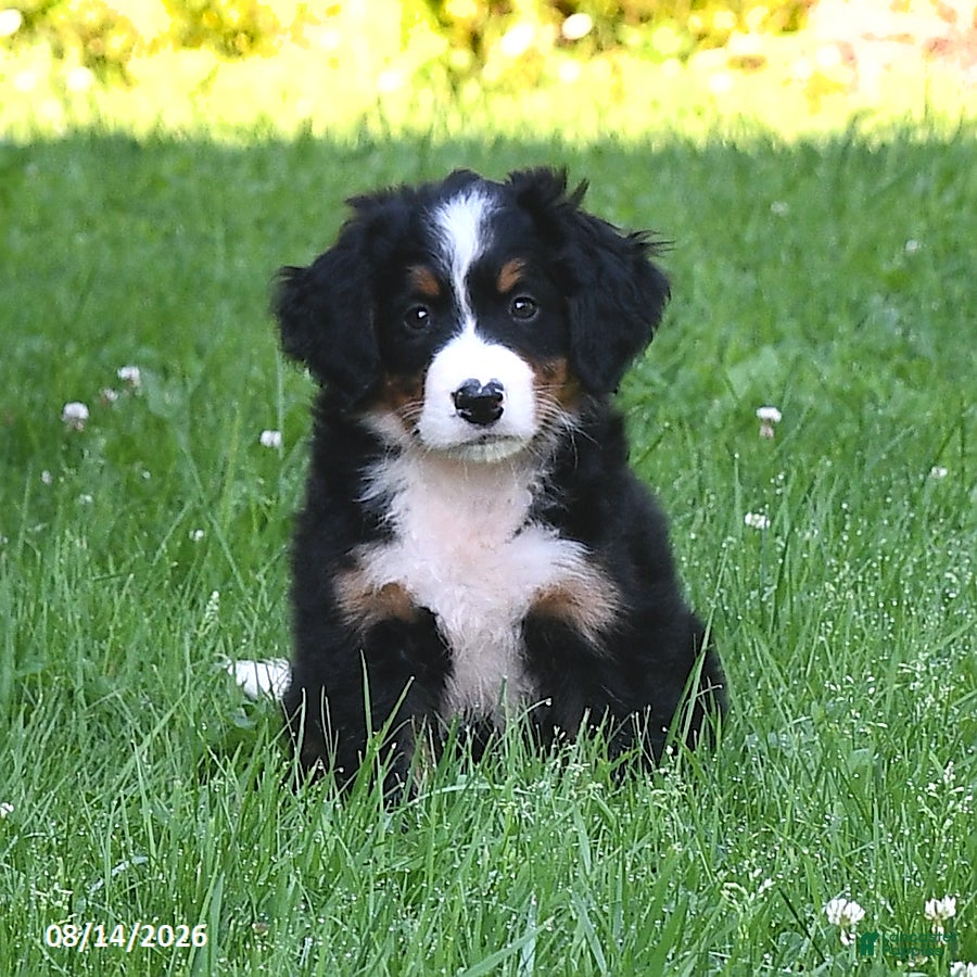 Bernese Mountain Dog dogs Cleo - Ad 2