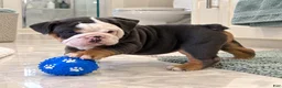 English Bulldog dogs for sale: Blue Blaze - Ad 1