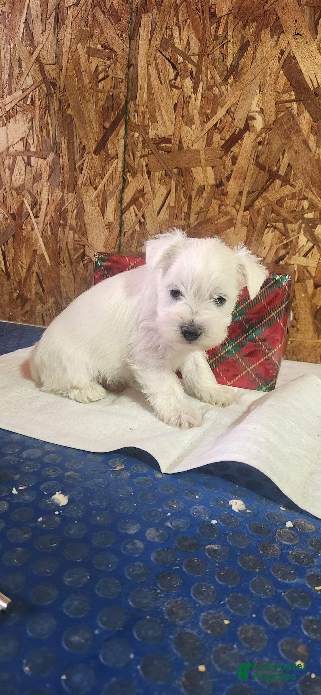 Miniature Schnauzer dogs for sale: Wally - Ad 4